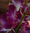 flowers-and-brick.jpg