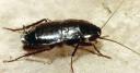 cockroach.jpg