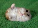 dead-hamster-copy.jpg