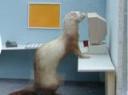 weasel123.jpg