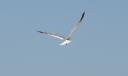 the-bird-of-time-is-on-the.jpg