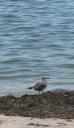 shore-bird.jpg
