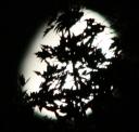 moonleaves.jpg