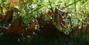leaves.jpg
