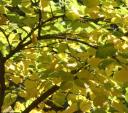 redbud-in-fall.jpg