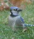 bluejay.jpg