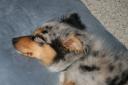 sleepy-puppy.jpg