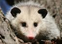 kasies-possum.jpg