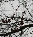 spring-buds.jpg