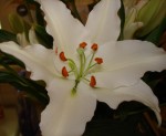 mothers-day-picture
