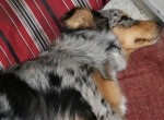 sleepy-kasey