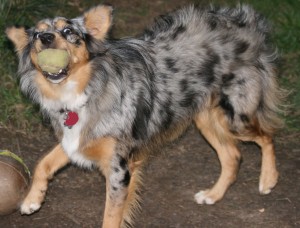 kasey-on-the-ball