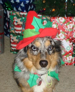 kasy-as-elf1