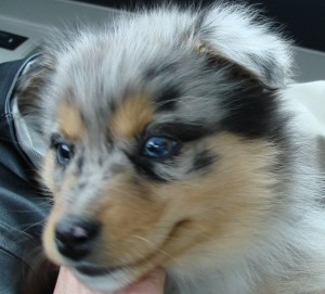 kasey-puppy