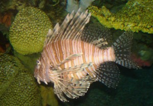 fancy-fins