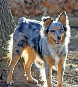 kasey-at-the-tree1