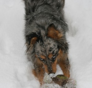 kasey-kills-the-wabbit-agai