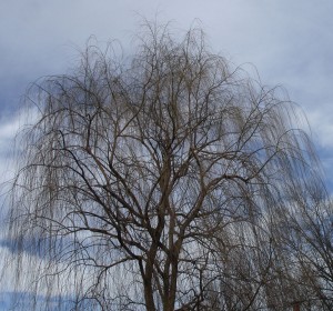 willow-weeps-in-winter
