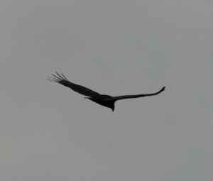 eagle-silhouette