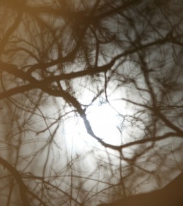 moon-obscured-by-branches-a