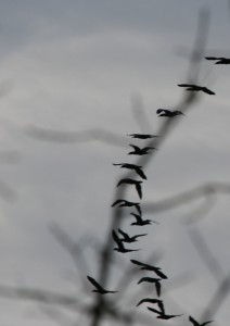 silhouette-of-birds-in-flig