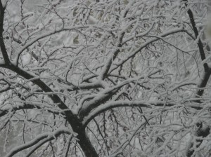 snowy-redbuds