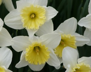 spring-flowers