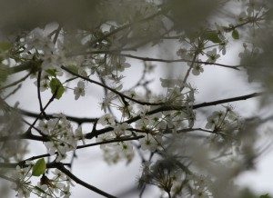 spring-sky spring-sky