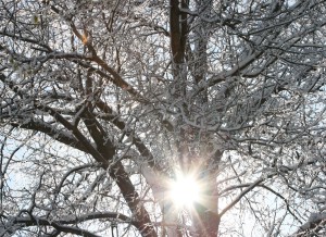 sun-through-icy-tree