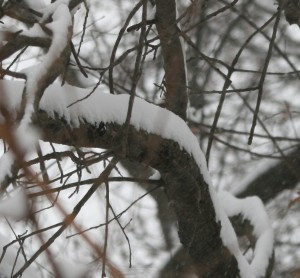 winter-branches
