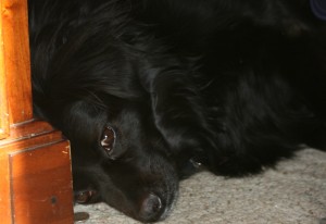 chewey-under-desk