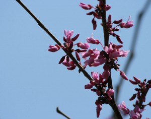 redbuds-in-spring