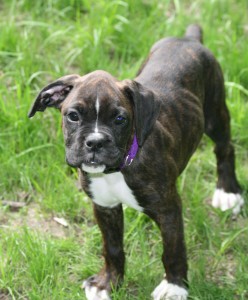 kaseys-new-friend