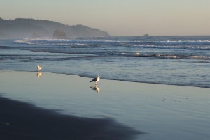 sea-gull-reflections