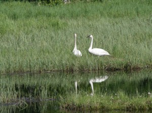 Trumpeter-Swans-Enroute-to-