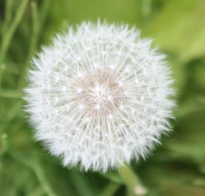 dandelion
