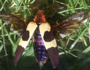 Chrysochroa-Rugicollis