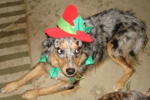 Kasey-Elf