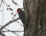 IMG_1025 IMG_1025