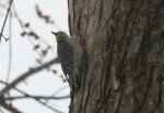 IMG_1026 IMG_1026