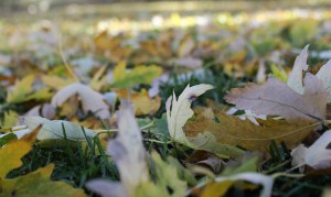 Leaves