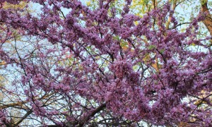 12-03-24_0378 Redbud riot
