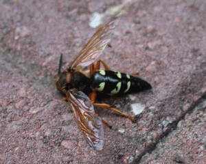 Cicada Wasp, "Sphecius speciosus"