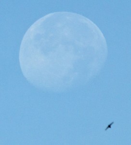 Friday am moon