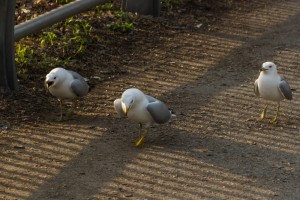 IMG_5221-7