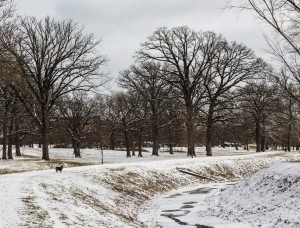 Snow dusts the broccoli trees